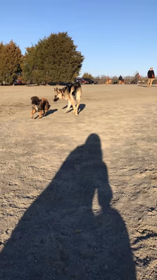 Rock Hill District Dog Park